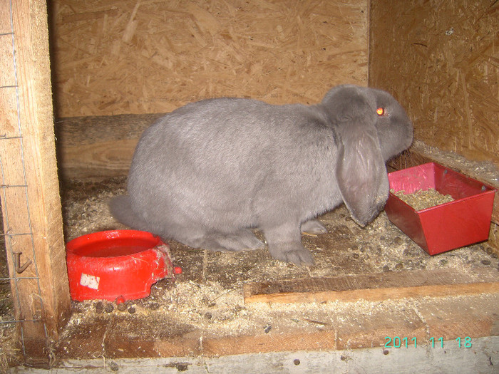 кролик18.11.11 039 - iepurasii mei
