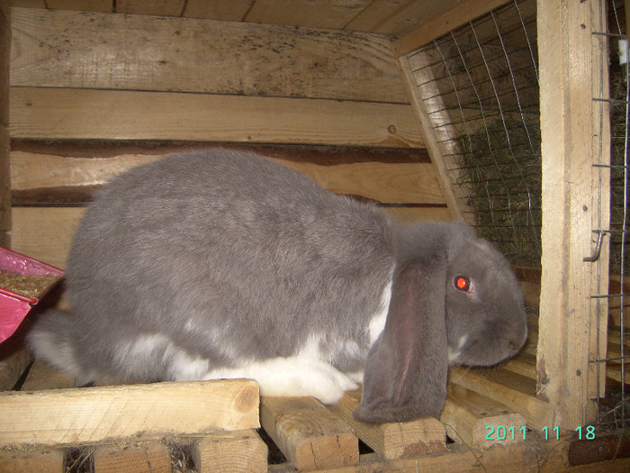 кролик18.11.11 072