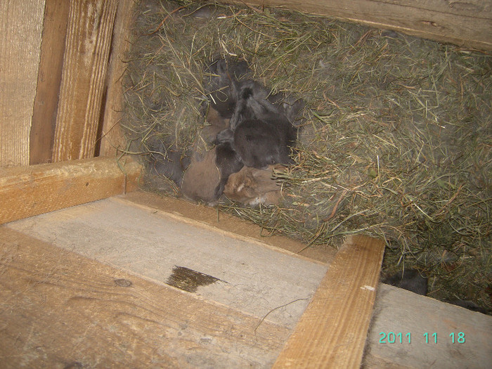 кролик18.11.11 073 - iepurasii mei