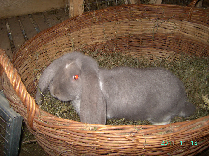кролик18.11.11 074 - iepurasii mei