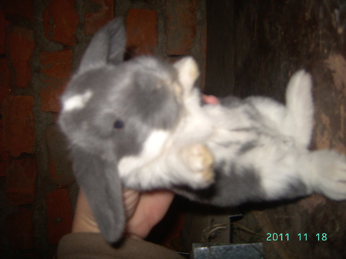 кролик18.11.11 075
