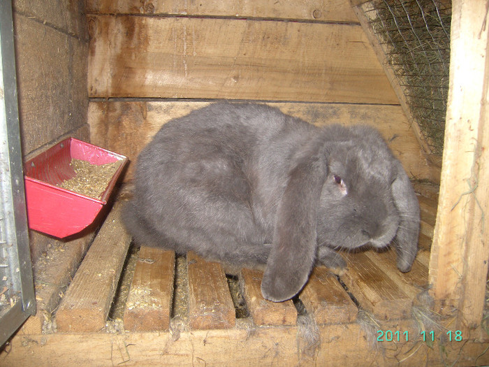 кролик18.11.11 076 - iepurasii mei