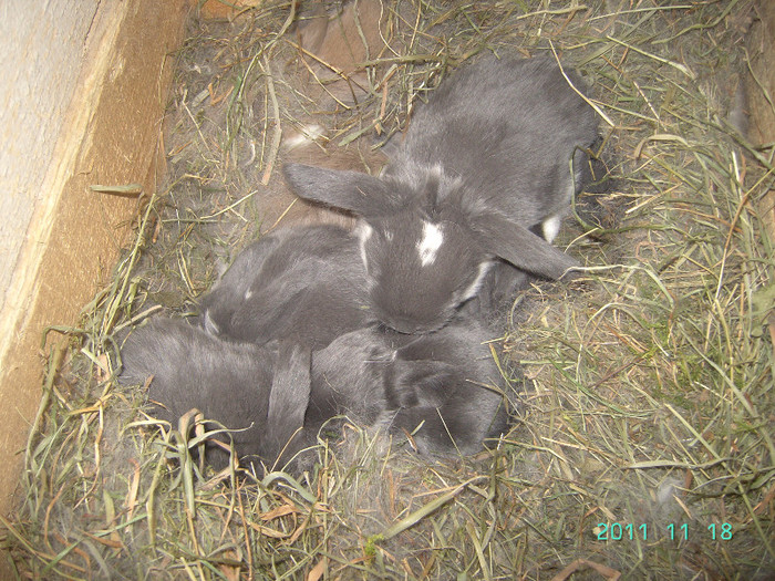 кролик18.11.11 079