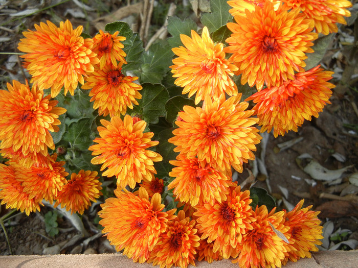 Orange Chrysanthemum (2011, Nov.15) - Orange Chrysanthemum