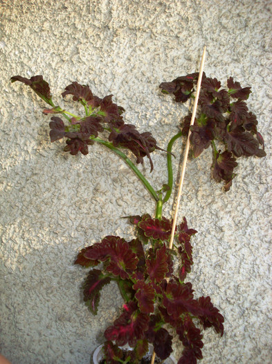 2011 - Coleus Black Dragon