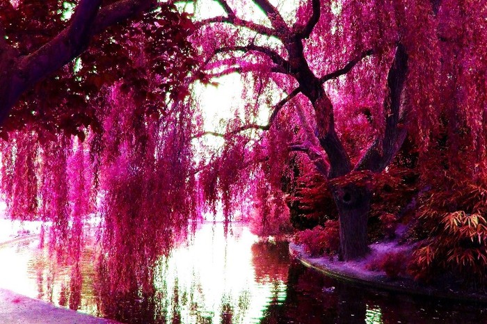 Pink-Trees-pink-color-23859638-2560-1707