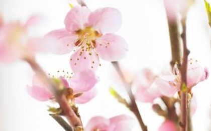 Spring_flowering_cherry_widescreen_wallpaper-300x187 - Wallpapers pink