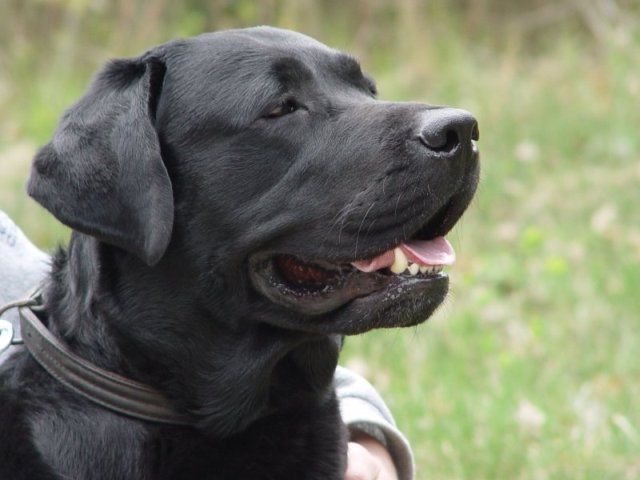 labrador-retriever-820bf