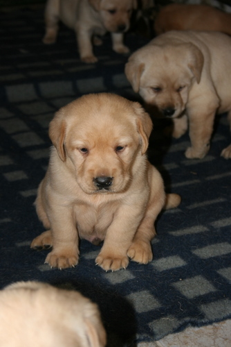 pic191994_caine_Labrador_Retriever