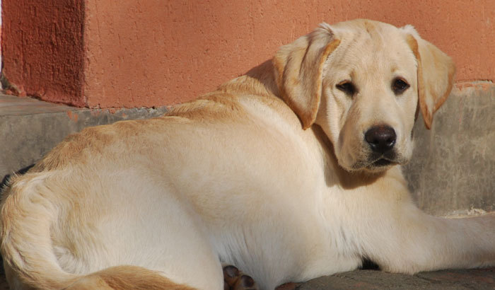 pic192935_caine_Labrador_Retriever - labrador retriever