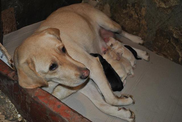 pic193149_caine_Labrador_Retriever - labrador retriever