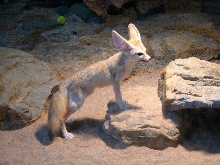 Fennec_Fox_(Vulpes_zerda)_Wilhelma_Zoo-8