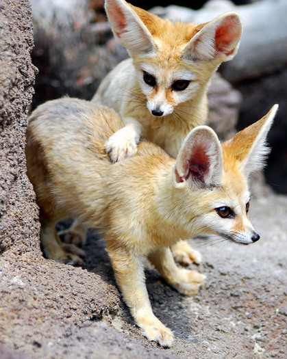 fennec-fox-by-floridapfe-11