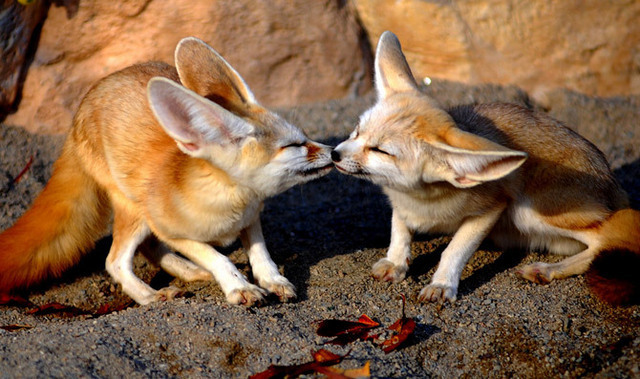 fennec-fox-by-floridapfe-14