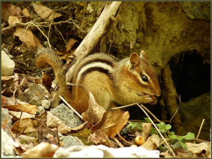 veverita siberiana 6 - Home