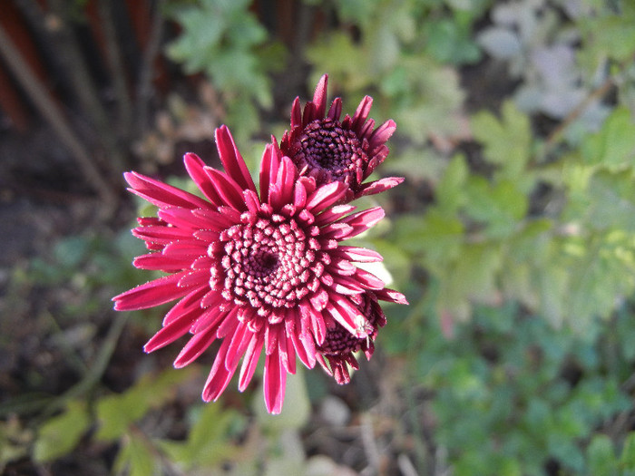 Purple Chrysanthemum (2011, Nov.15) - Purple Chrysanthemum