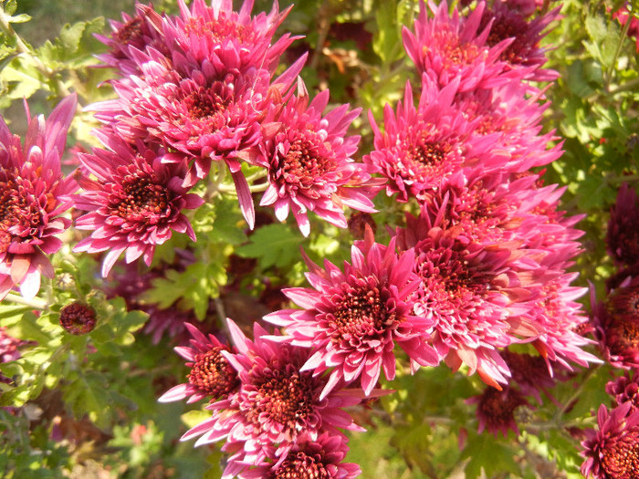 Purple Chrysanthemum (2011, Nov.15)