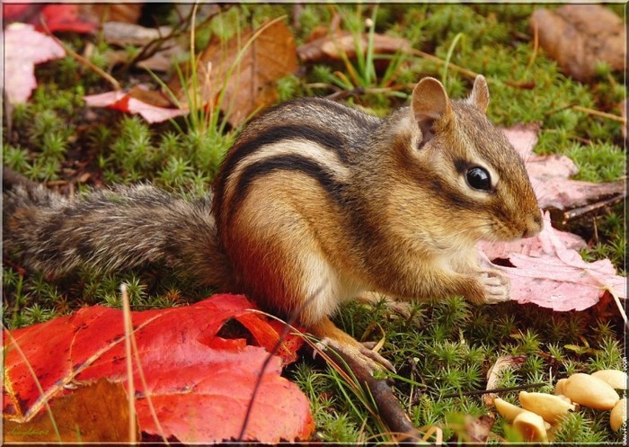 veverita siberiana 2 - veverita siberiana