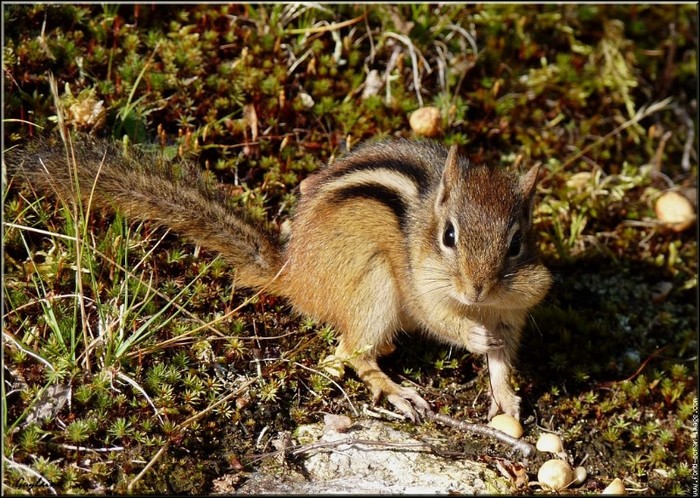 veverita siberiana 1 - veverita siberiana