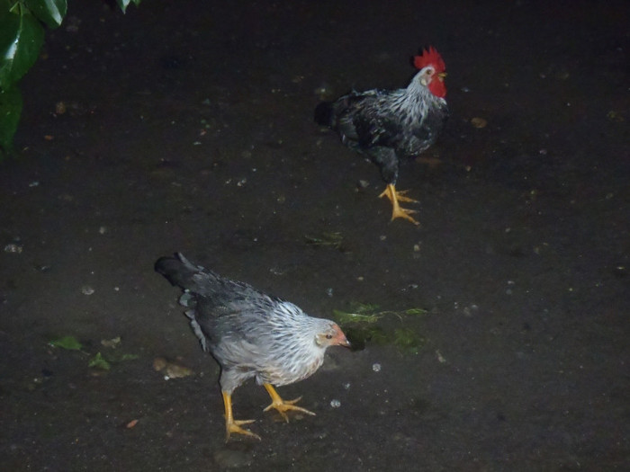 IArg- cuplu la plimbare 2 luni 2011