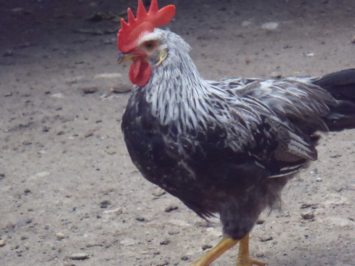 IArg-mindru 2 luni 2011