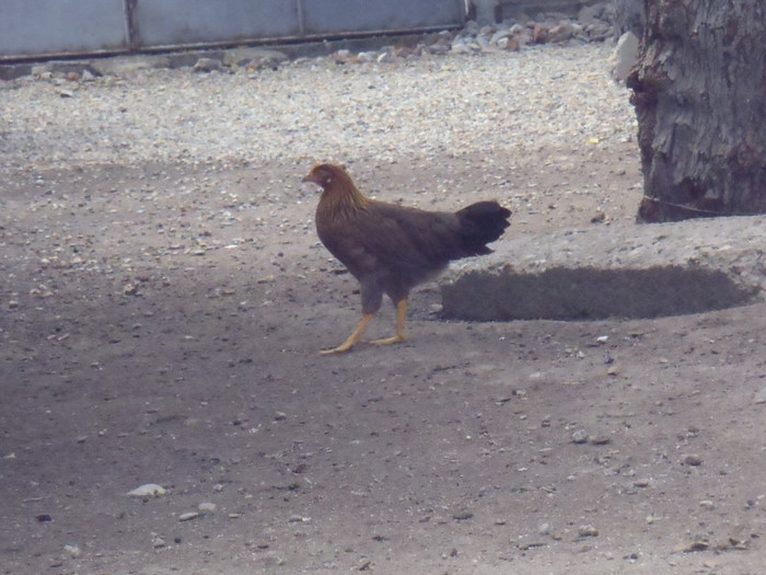 IP-singura 2 luni 2011 - 2011