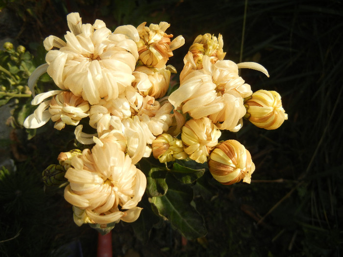 White Chrysanthemum (2011, Nov.15) - White Chrysanthemum