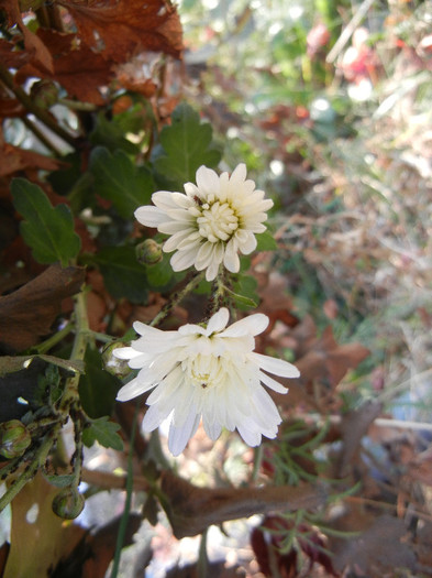 White Chrysanthemum (2011, Nov.15) - White Chrysanthemum