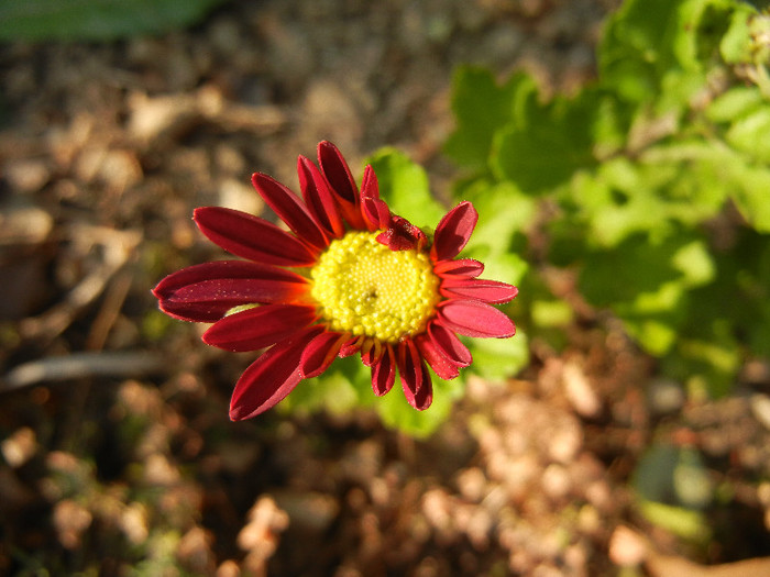 Red & Yellow Chrysanth (2011, Nov.15) - Red Yellow Chrysanthemum