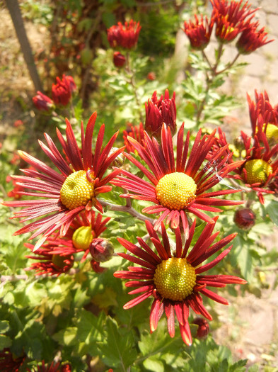 Red & Yellow Chrysanth (2011, Nov.15) - Red Yellow Chrysanthemum