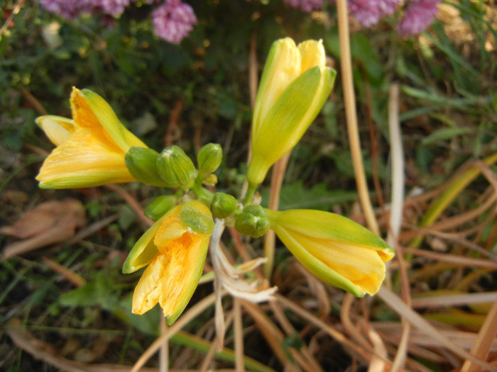 Hemerocallis Stella de Oro (2011, Nov.15) - Hemerocallis Stella de Oro