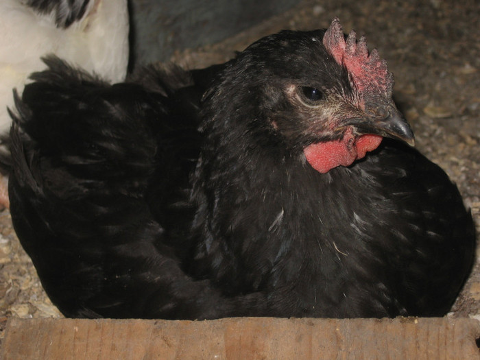 On-linistit la 2 luni 2011 - 2011