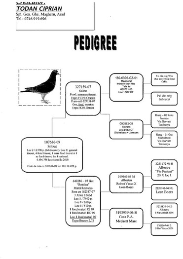 Asu\' Pedigree - Despre matca