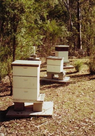 1 - HIVES IN THE WORLD
