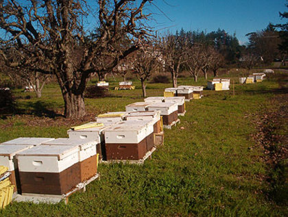 4 - HIVES IN THE WORLD