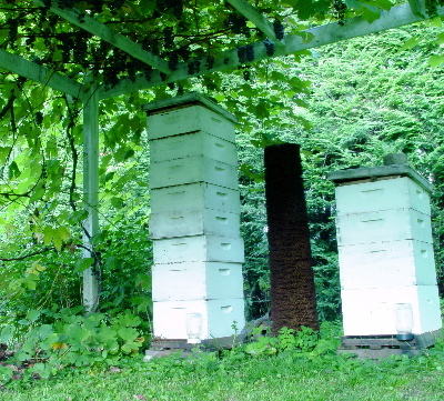 19 - HIVES IN THE WORLD