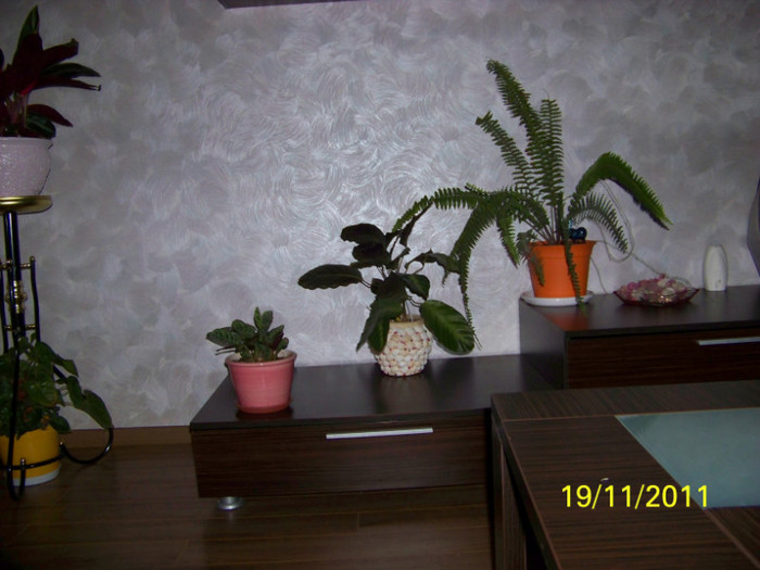 203_2866 - Plante decorative prin frunze