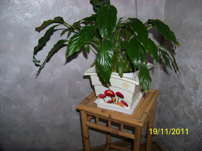 203_2874 - Plante decorative prin frunze