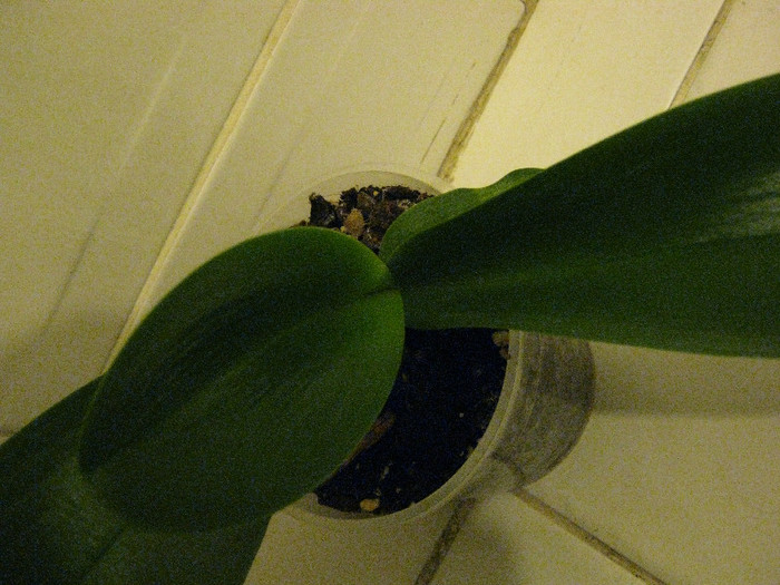asa arata acum Orhideea 1 (noiembrie 2011)