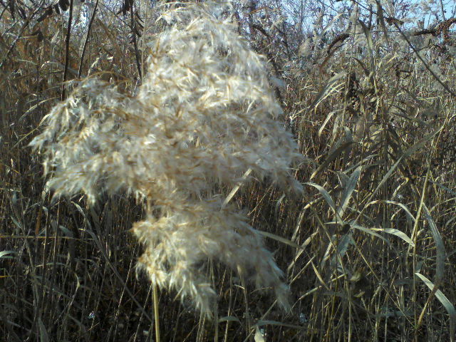 asta e iarba de pampas nu? - Florile mele