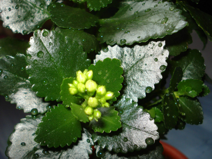 Picture 039 - kalanchoe 2011-2012