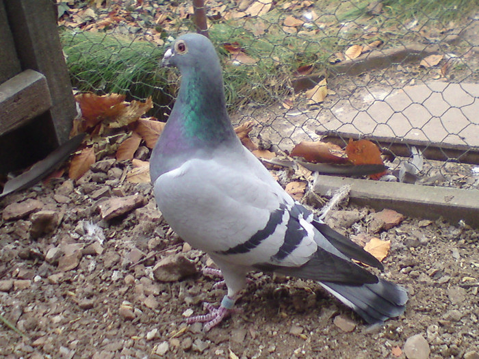 "Marga" frate de pe  mama cu 0207233-2010 F