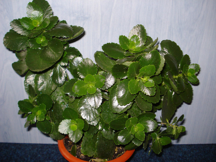 Picture 044 - kalanchoe 2011-2012