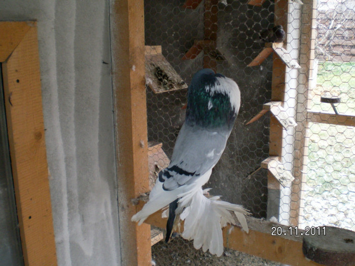 mascul 2011 - PUI 2011