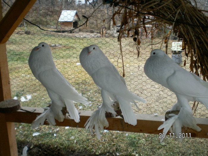 gagici 2011 - PUI 2011