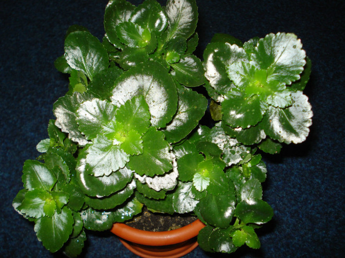 Picture 054 - kalanchoe 2011-2012