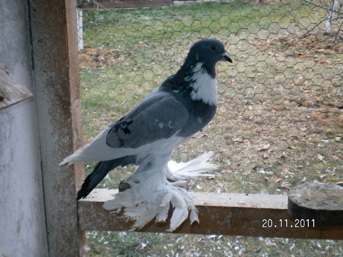 femela 2011 - PUI 2011