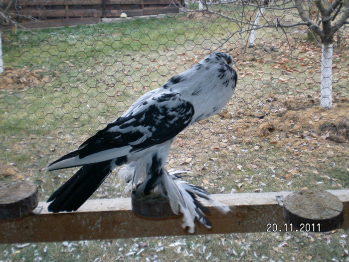 mascul 2011 - PUI 2011