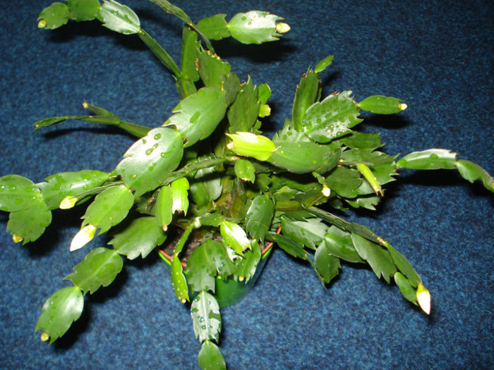 schlumbergera