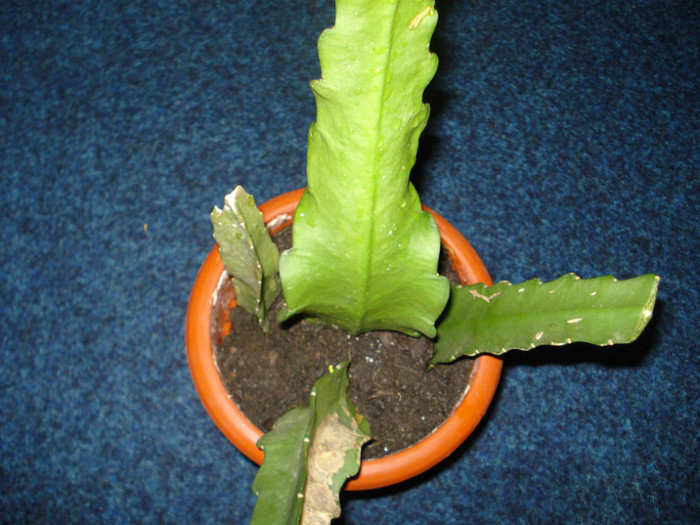 Epiphyllum,multumesc!